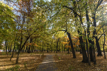 Autumn landscape with yellow, green and orange leaves on trees in a forest in a sunny day