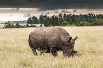 Obraz premium Rhino