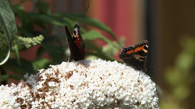 Handheld, medium close up shot of two butterflies on white flowers.