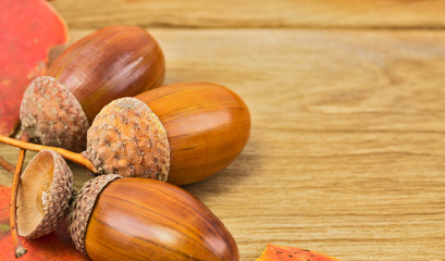 Oak acorns and leaves on the table