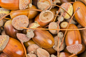 Acorns oak seeds.