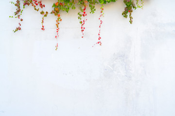 Green and red leaves of wild grapes on a plastered white wall.
