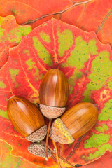 Oak acorns and leaves on the table