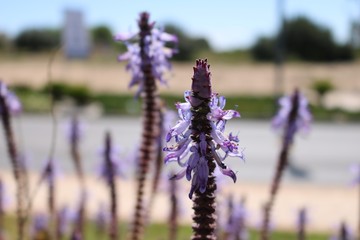 Fototapeta premium Coleus Canina, lila, „Verpiss-Dich“-Pflanze