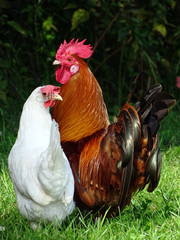 Rooster and hen in green garden landscape