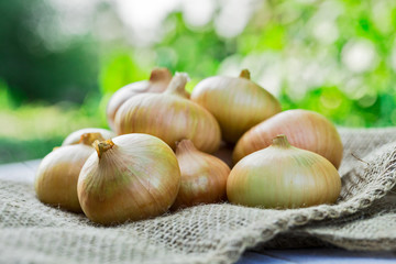 Obraz premium Bulb onion ripe