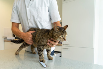 Tabby cat being examinated at her intestines and back by an unrecognizable veterinarian who holds...