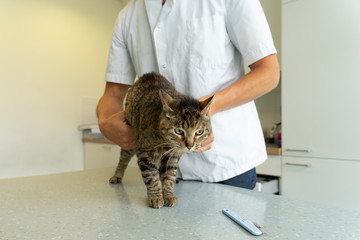 Tabby cat being examinated at her intestines and back by an unrecognizable veterinarian who holds her by her belly