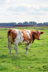 Fototapeta na wymiar Brown cow on green meadow grass landscapes. Herd of cows on the farm grazing on green grass meadow, view. Netherlands. 