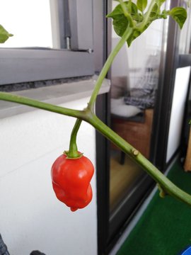 tomatoes in a bowl