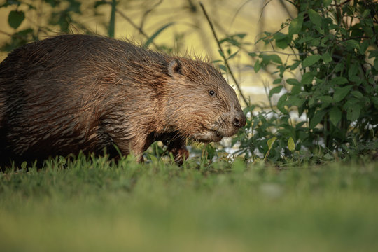 European beaver wild in Bavaria
