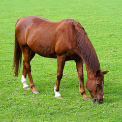 Grazing brown horse on the green Field. Brown horse grazing tethered in a field. Horse eating in the green pasture. Brown horse in a green field.