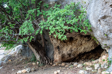 tree and cave