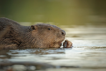 Beaver close-up