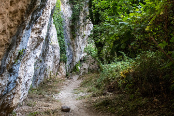 road in forest