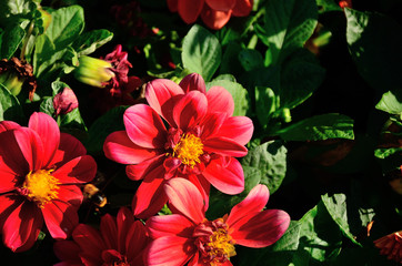 Red flower, Zinnia elegans (Common Zinnia) in the park in autumn sunny day.