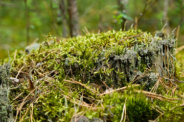 Low old stump in the summer coniferous forest, covered with moss.
