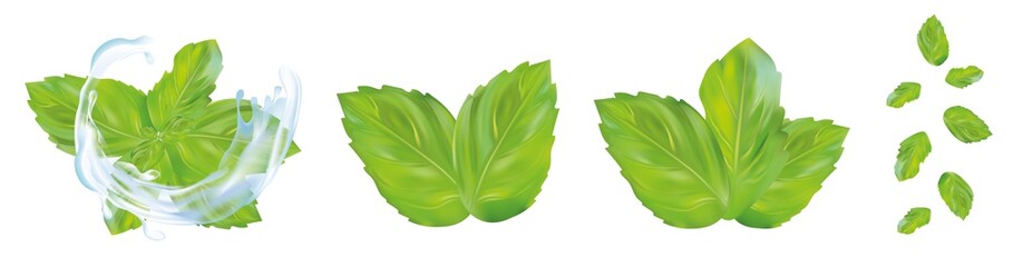 3d realistic mint leaves with splash water. Collection of fresh mint isolated on white background. Icons. Vector illustration