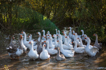 Geese on the farm. Geese walk in the summer. Farm outside the city.