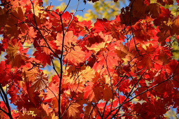 Red leaves of Acer platanoides, also known as Norway maple tree in an autumn garden, view from...