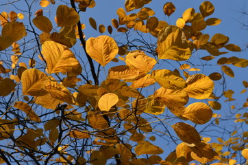 Yellow and green leaves in a tree viewed from below towards blue sky in a forest in a sunny autumn day