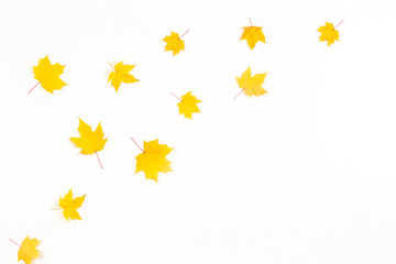 Falling yellow autumn maple leaves on white background. Top view