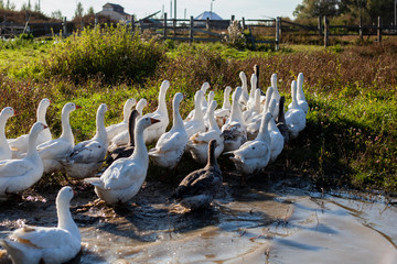 Geese on the farm. Geese walk in the summer. Farm outside the city.