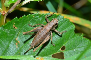 Braune weibliche Strauchschrecke (Pholidoptera griseoaptera) auf einem Blatt