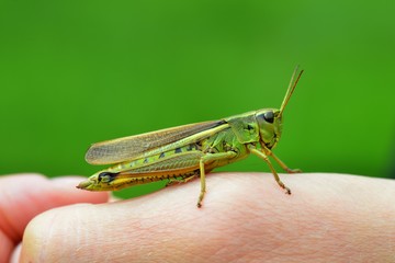 Sumpfschrecke auf der Hand (Stethophyma grossum, Syn.: Mecostethus grossus)