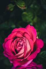 pink rose in garden