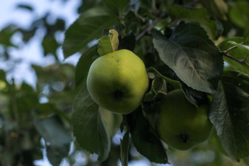 apple on tree
