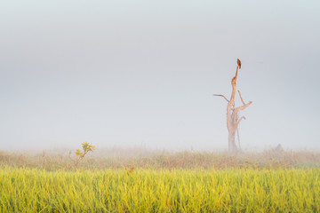 Eagle on a tree resting at the amazing Landscape of the Yellow Water at Kakadu National Park on a moody morning with fog and stunning nature and reflections, Northern Territory, Australia