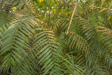 Fototapeta na wymiar Lush green palm leaves in tropical rainforest
