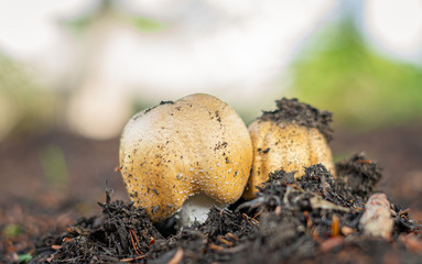 Mushrooms sprouting in a mulch bed