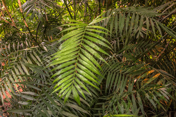 Lush green palm leaves in tropical rainforest