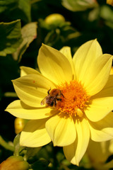 The flowers and the sun 0212