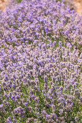 Fototapeta premium Flowering lavender. Field of blue flowers. Lavandula - flowering plants in the mint family, Lamiaceae.