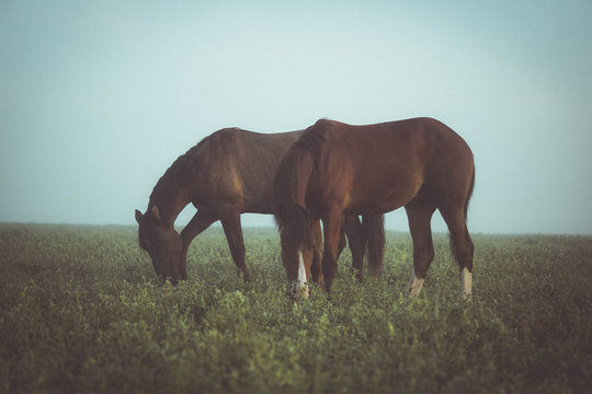 horses grazing in the meadow