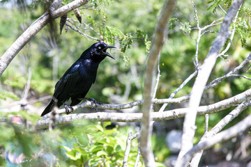Blackbird in Forest
