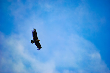 Condors in Peru