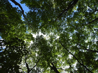  Maple trees with their summer foliage