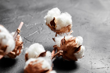 Obraz na płótnie Canvas Cotton plant. Branches of white fluffy cotton flowers on dark black stone background. Organic material used in the manufacture of natural fabrics and other products
