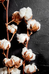 Fototapeta na wymiar Cotton plant. Branches of white fluffy cotton flowers on dark black stone background. Organic material used in the manufacture of natural fabrics and other products