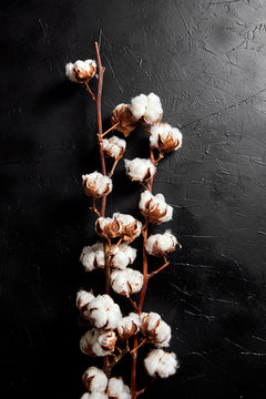 Cotton plant. Branches of white fluffy cotton flowers on dark black stone background. Organic material used in the manufacture of natural fabrics and other products
