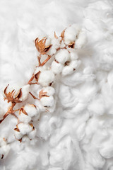Cotton plant. Branch of white cotton flowers on soft background. Organic material used in the manufacture of natural fabrics and other products