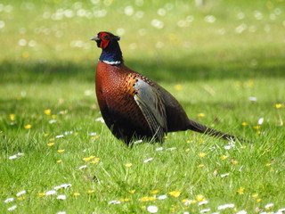 coq faisan