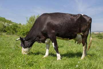 one cow in the pasture,black cow grazes on grass in summer