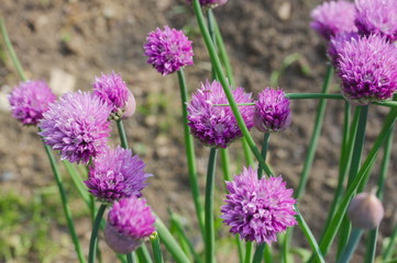 Close up chives blossoms in my garden