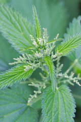 Close up of a stinging nettle