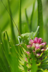 Close up of a grashopper between a pink blossom